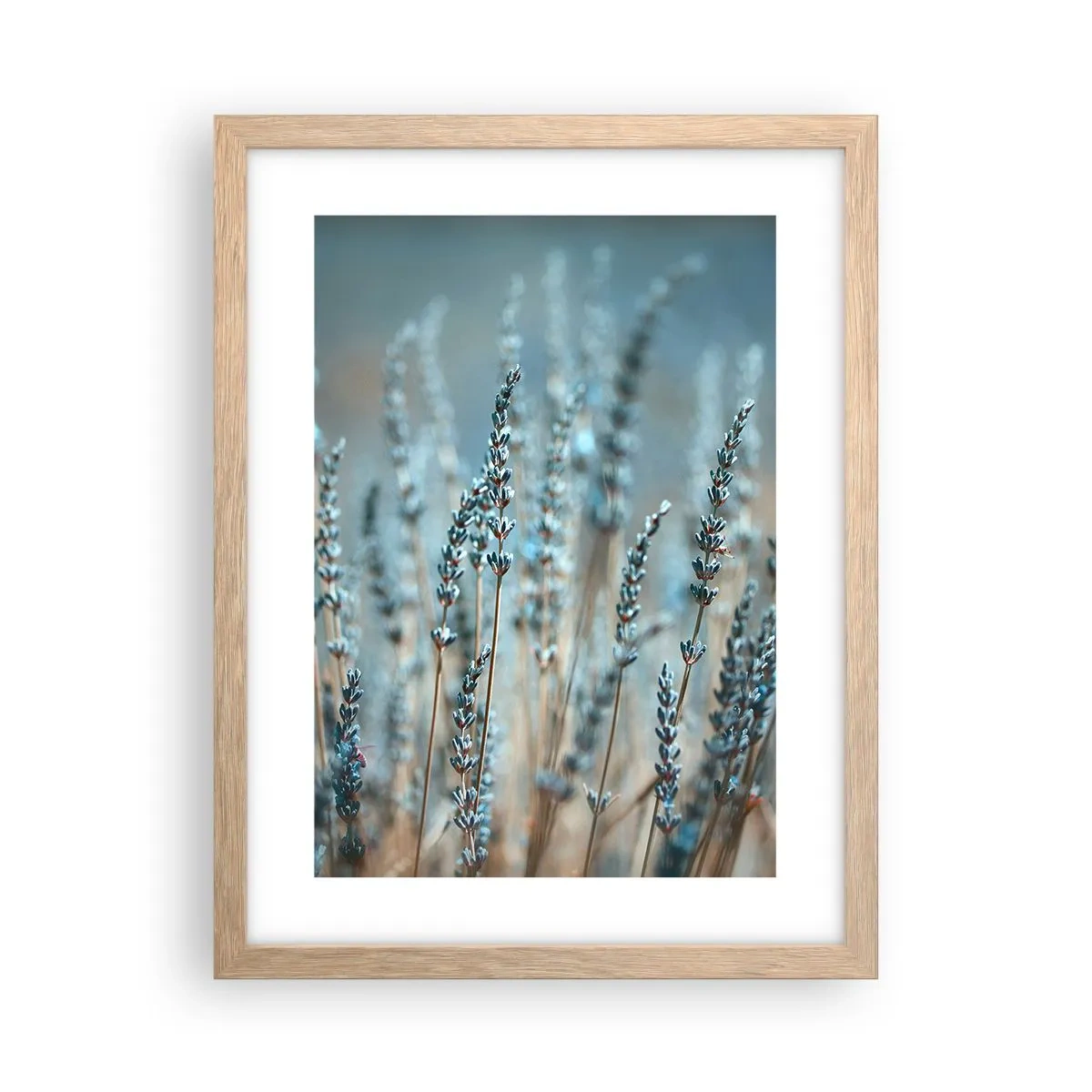 Poster in einem Rahmen aus heller Eiche - Duftendes Kornfeld - 30x40 cm