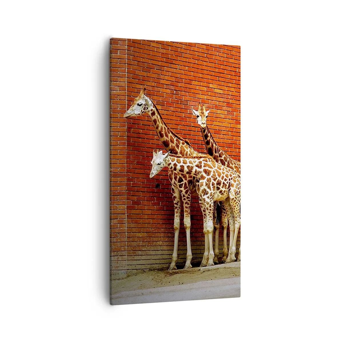 Bild auf Leinwand - Leinwandbild - Sehen Sie Akazien? - 55x100 cm