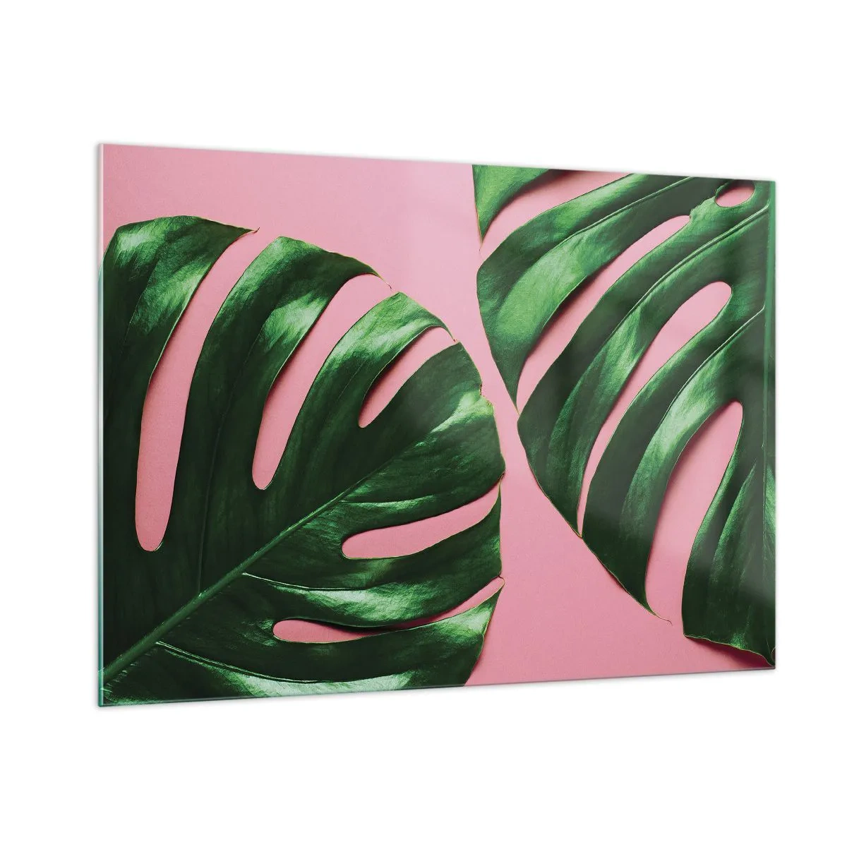 Glasbild - Bild auf glas - Grüne Monstera-Blätter auf rosa Hintergrund - 100x70cm - Rendezvous im Grünen - Moderne Wanddekoration für Wohnzimmer und Schlafzimmer ARTTOR