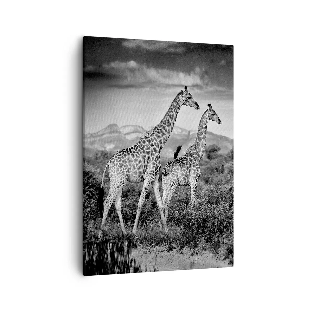 Bild auf Leinwand - Leinwandbild - Schwarz-weiße Silhouetten zweier Giraffen in der Savanne - 50x70cm - Hohe Sphären in Afrika - Moderne Wanddekoration für Wohnzimmer und Schlafzimmer ARTTOR