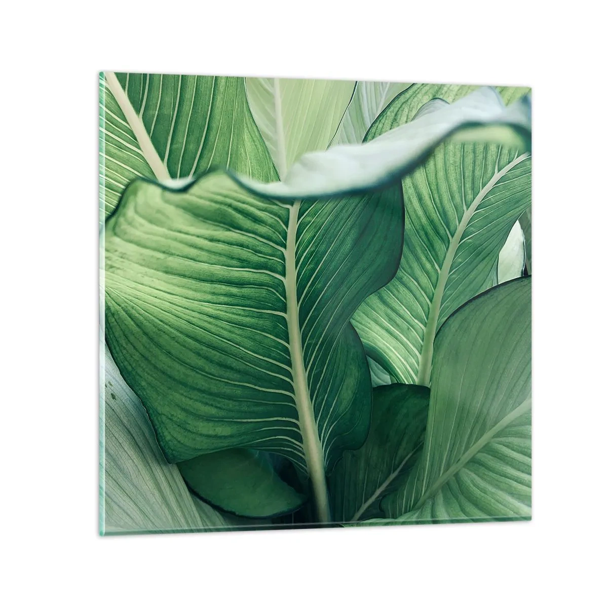 Glasbild - Bild auf glas - Intensiv grünes Leben - 70x70 cm