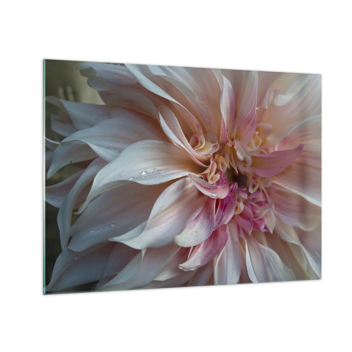 Glasbild - Bild auf glas - Nahaufnahme einer rosa und cremefarbenen Blume mit Wassertropfen - 70x50cm - Blühende Frische - Moderne Wanddekoration für Wohnzimmer und Schlafzimmer ARTTOR