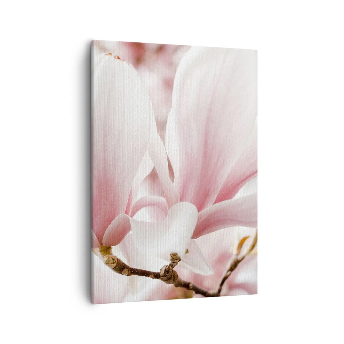 Bild auf Leinwand - Leinwandbild - Zarte Magnolienblüten in Pastelltönen - 50x70cm - Eine Fülle von Zärtlichkeit - Moderne Wanddekoration für Wohnzimmer und Schlafzimmer ARTTOR