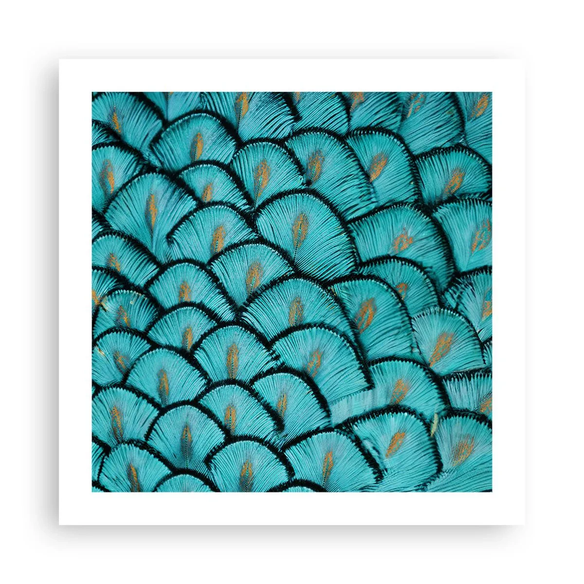 Poster - Große Federgala - 50x50 cm