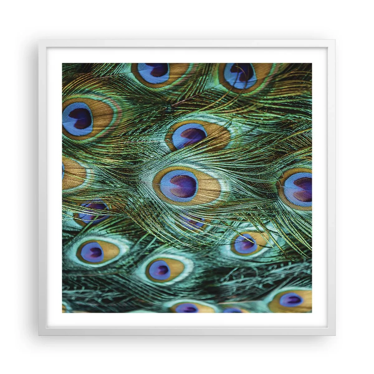 Poster in einem weißen Rahmen - Ein Blick mit Pfauenaugen - 60x60 cm