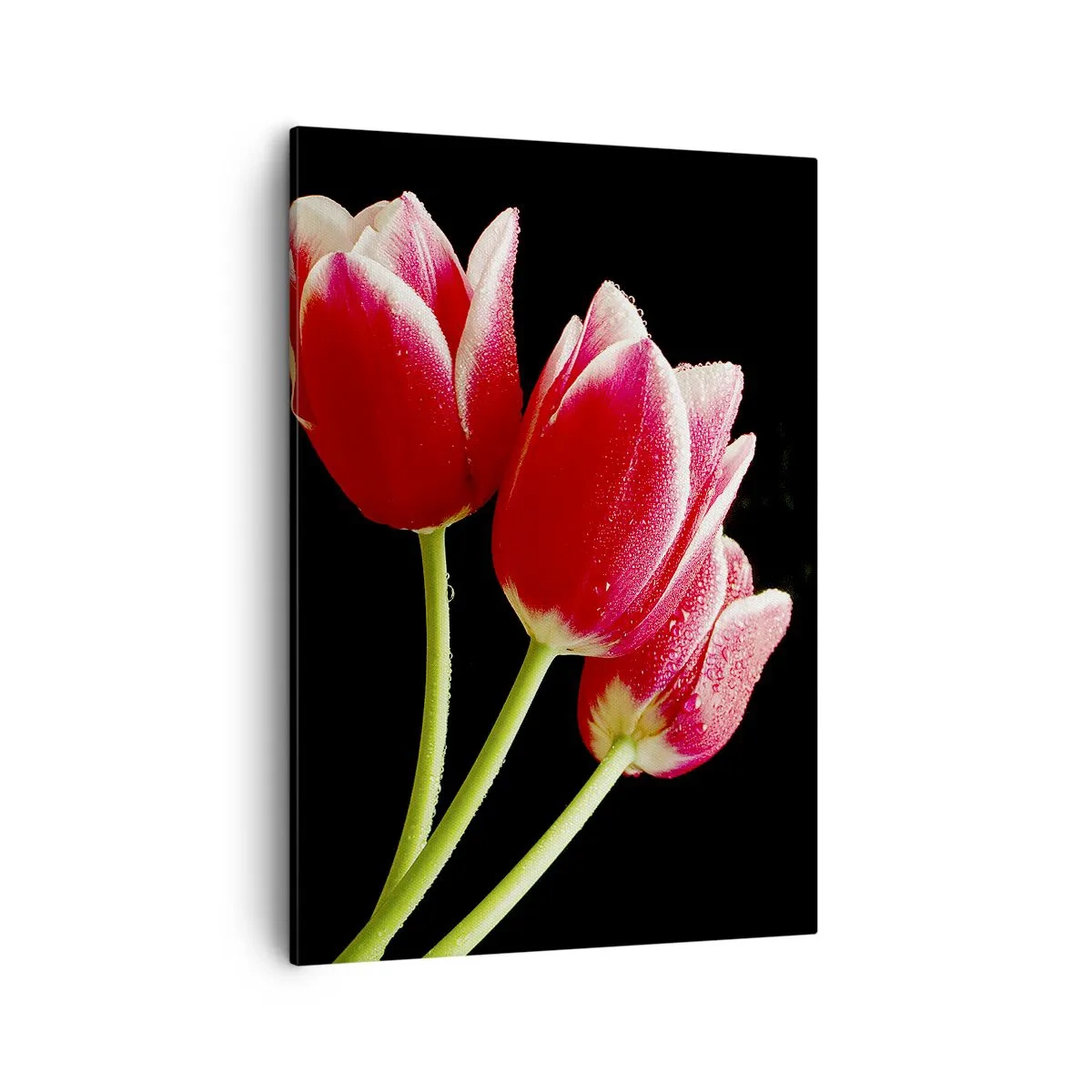 Bild auf Leinwand - Leinwandbild - Rote Tulpen mit Tautropfen auf schwarzem Hintergrund - 50x70cm - Ein Versprechen der reinen Liebe - Moderne Wanddekoration für Wohnzimmer und Schlafzimmer ARTTOR