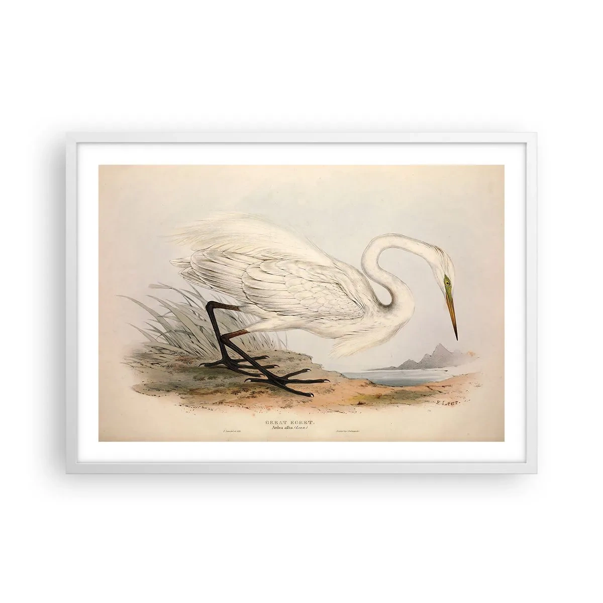 Poster in einem weißen Rahmen - Dame auf den Binsen - 70x50 cm