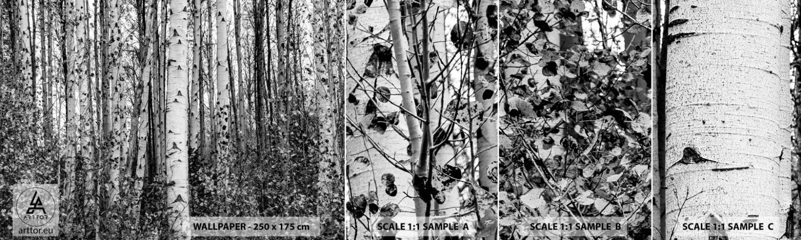 Fototapeten Muster Selbstklebend Deluxe Sticker - Birkenkolonnade - Wald, Birke, Natur - 100x30 cm