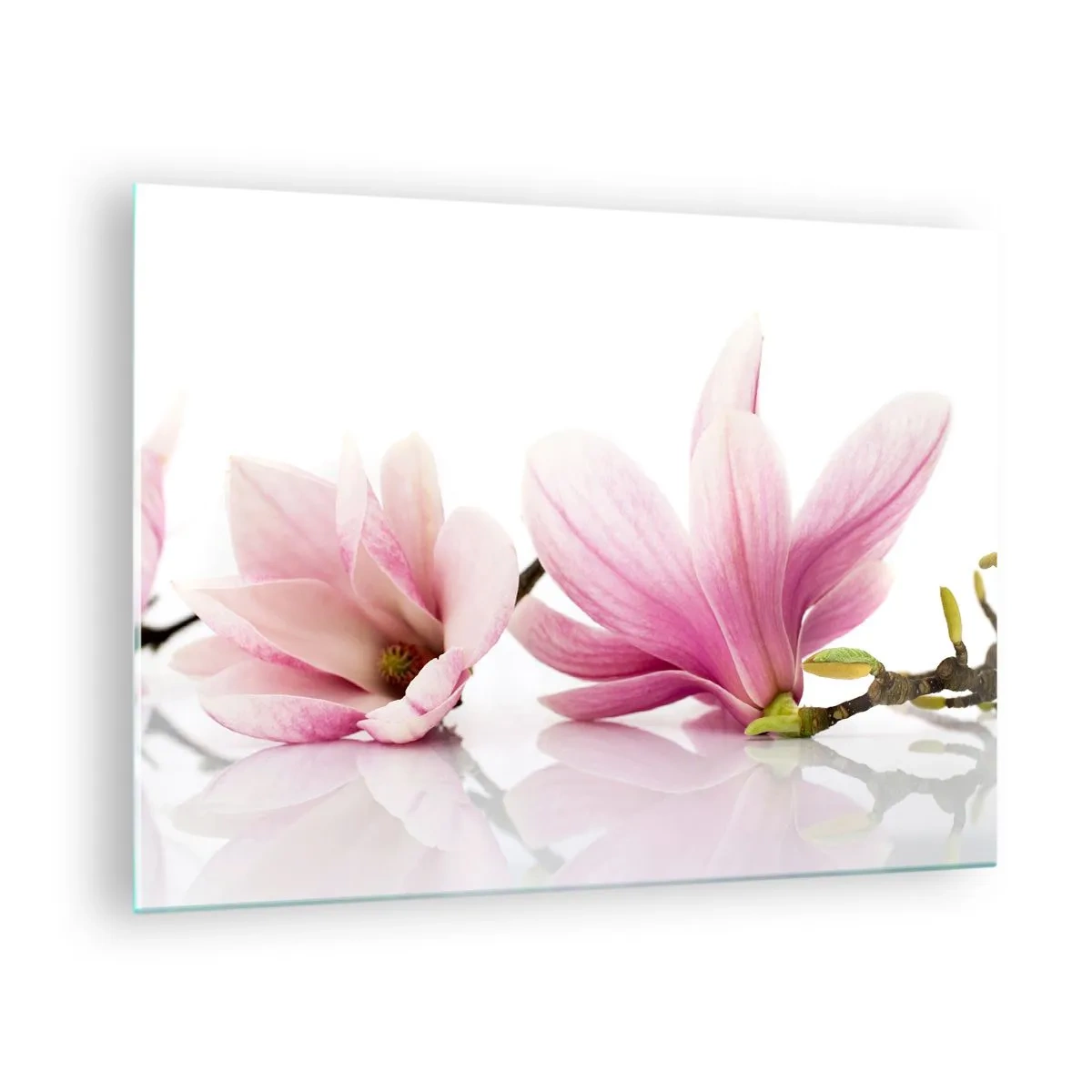 Glasbild - Bild auf glas - Zarte Magnolienblüten auf weißem Hintergrund - 70x50cm - Zart wie ein Frühlingswind - Moderne Wanddekoration für Wohnzimmer und Schlafzimmer ARTTOR