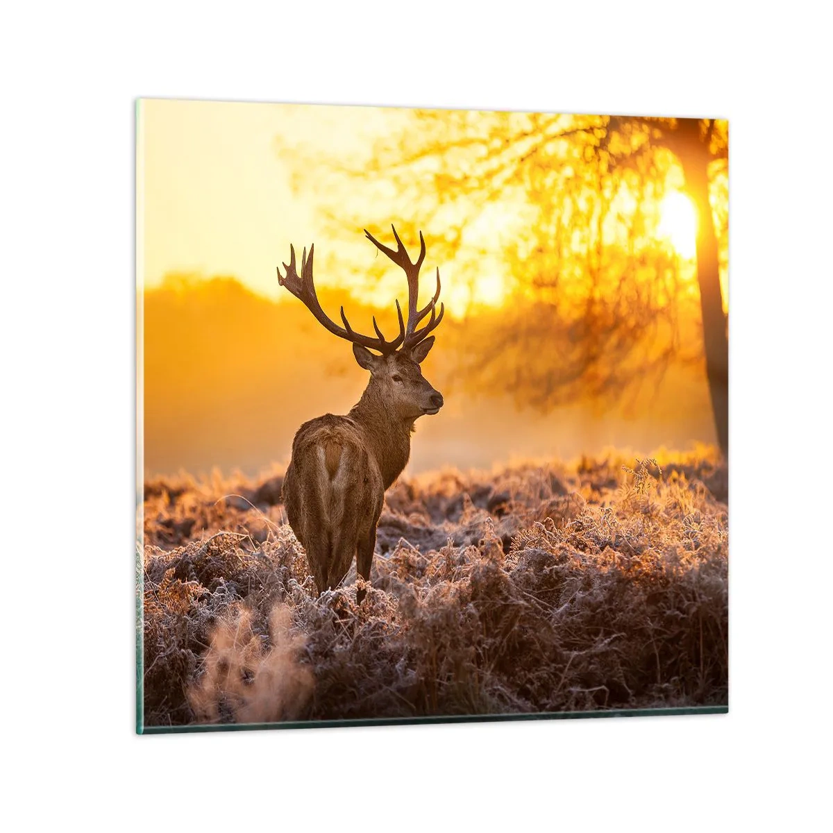 Glasbild - Bild auf glas - König des Herbstwaldes - 70x70 cm