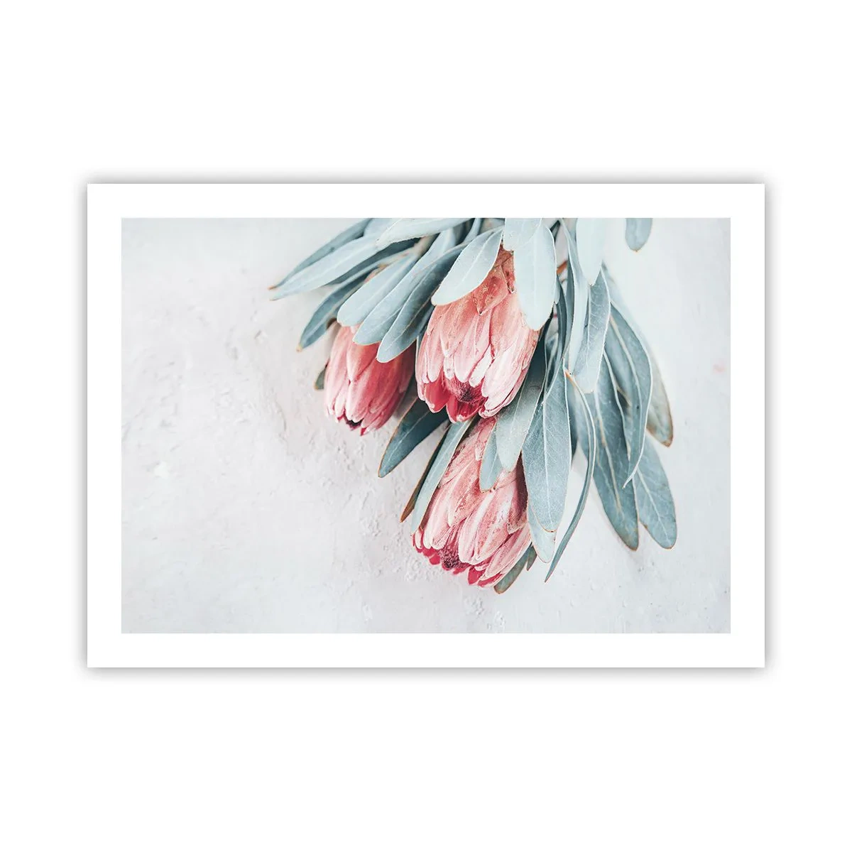 Poster - Schämen sich für ihre eigene Schönheit - 70x50 cm