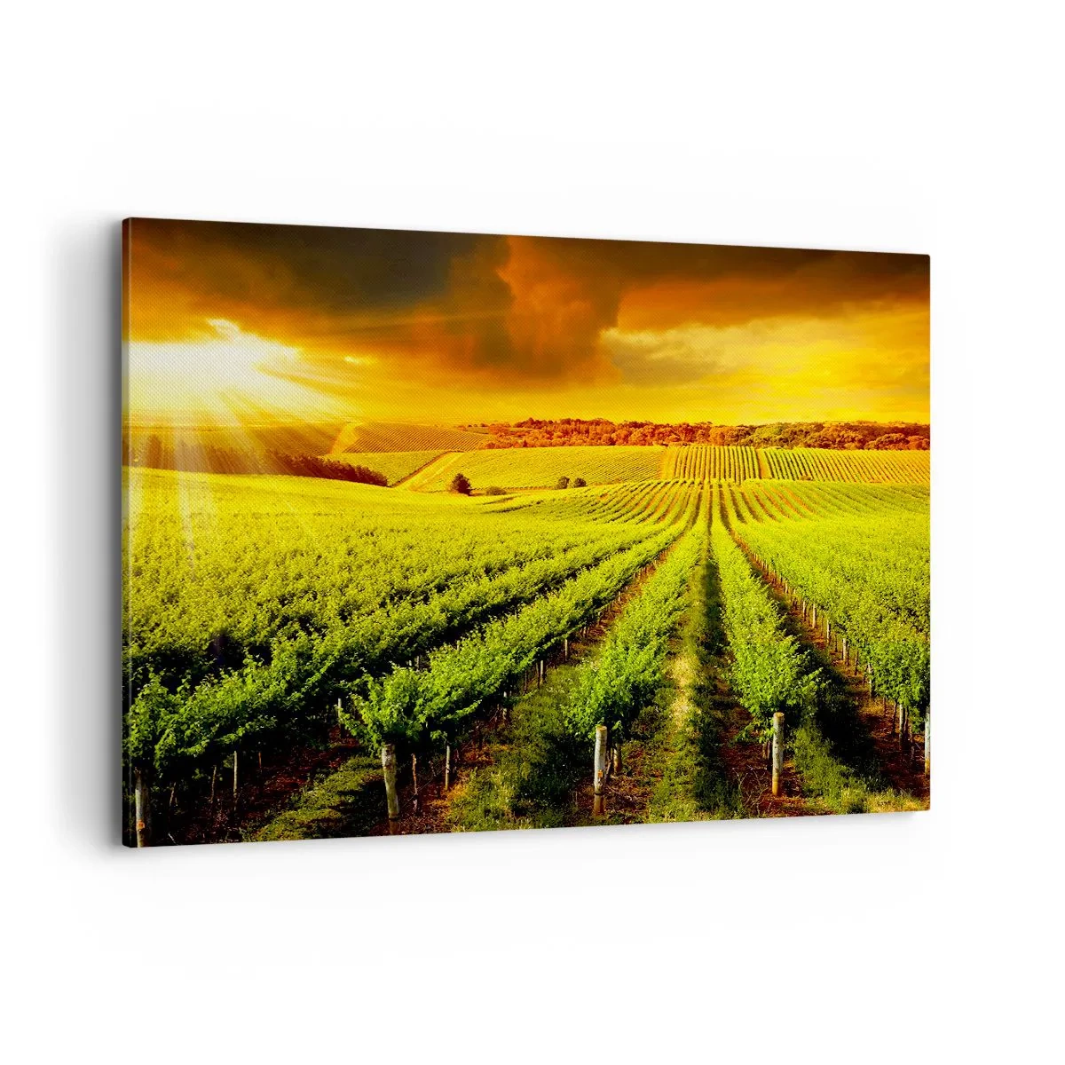 Bild auf Leinwand - Leinwandbild - Goldene Weinberge, beleuchtet von den Sonnenstrahlen - 120x80cm - Unter der australischen Sonne - Moderne Wanddekoration für Wohnzimmer und Schlafzimmer ARTTOR