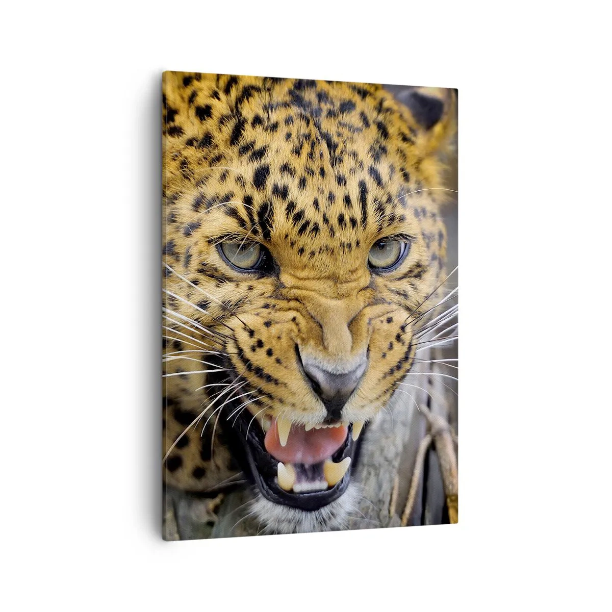 Bild auf Leinwand - Leinwandbild - Eine Nahaufnahme eines bedrohlichen Leoparden mit gefletschten Reißzähnen. - 50x70cm - Bleib zurück, ich warne dich! - Moderne Wanddekoration für Wohnzimmer und Schlafzimmer ARTTOR