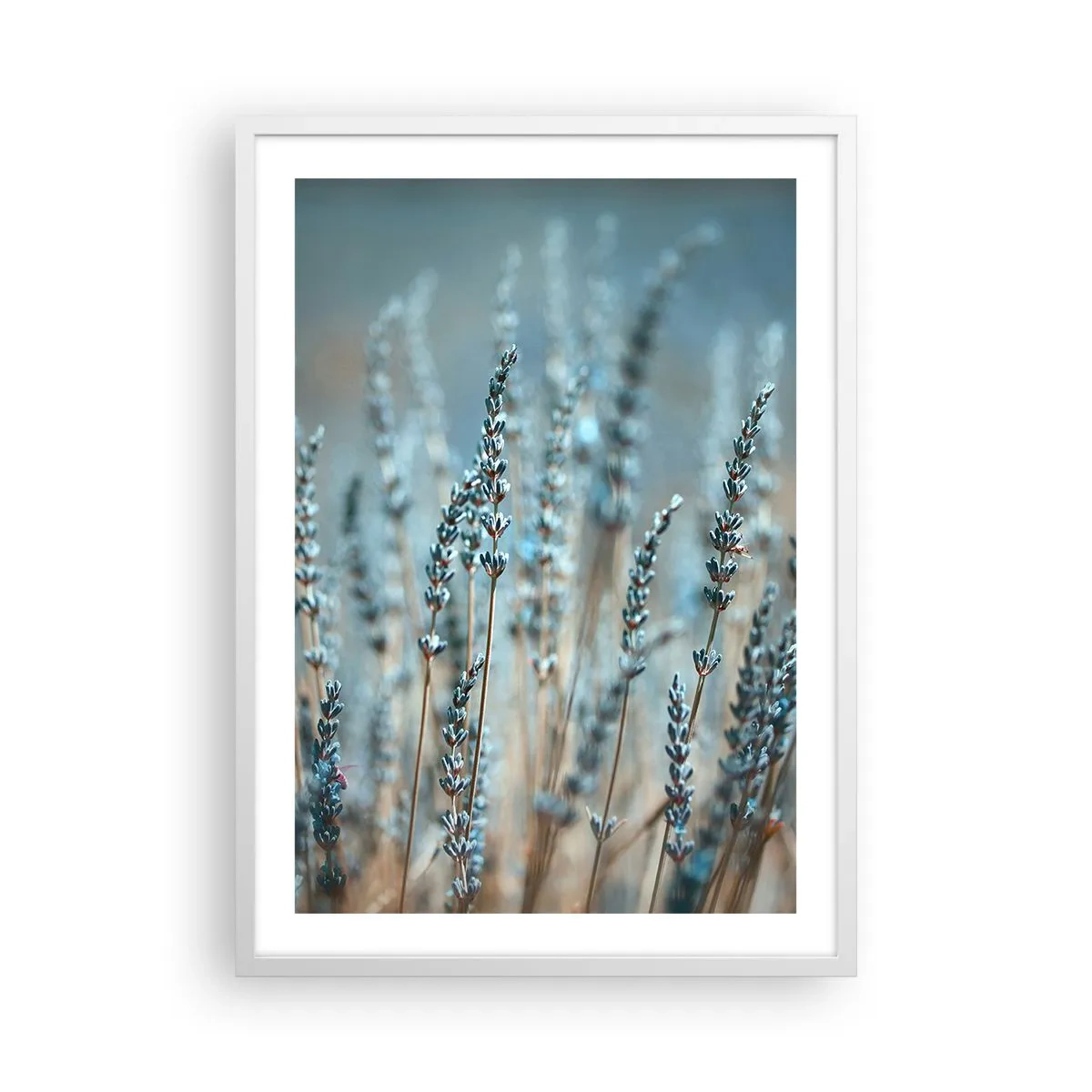 Poster in einem weißen Rahmen - Duftendes Kornfeld - 50x70 cm