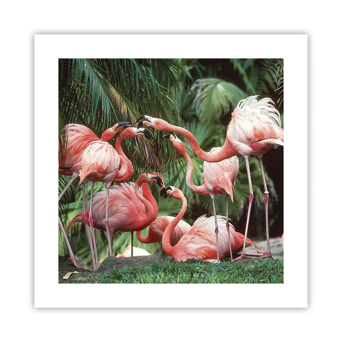 Poster - Nachmittagsklatsch - 40x40 cm