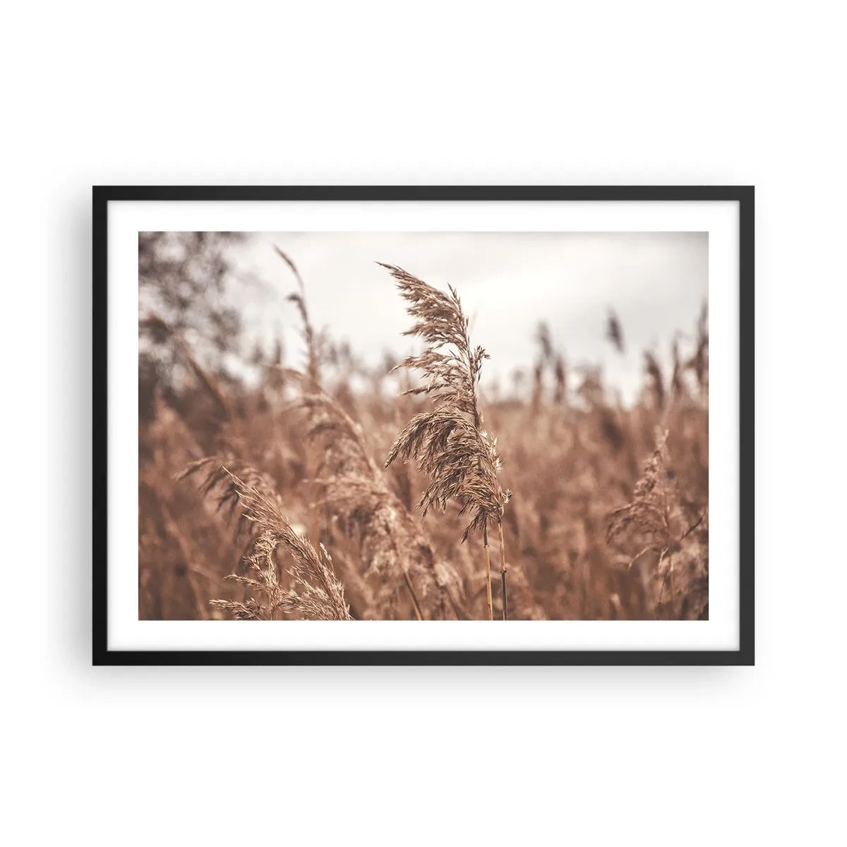 Poster in einem schwarzem Rahmen - Goldene Gräser vor dem Hintergrund der Herbstlandschaft - 70x50cm - Auf den Feldern ist es schon Herbst - Moderne Wanddekoration für Wohnzimmer und Schlafzimmer ARTTOR