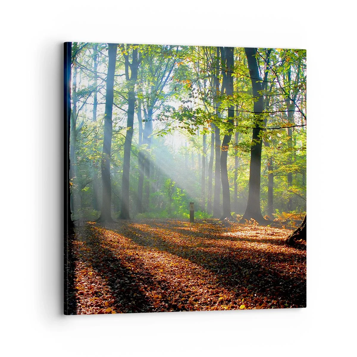 Bild auf Leinwand - Leinwandbild - Licht und Schatten - 70x70 cm