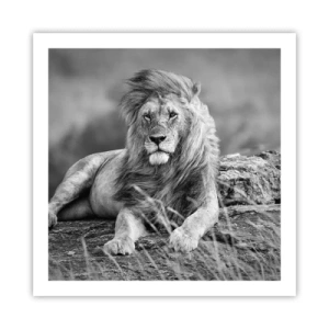 Poster - Königliche Siesta - 60x60 cm