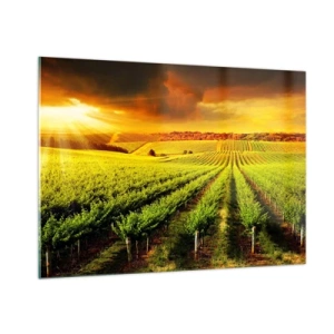Glasbild - Bild auf glas - Weinberg im Licht der untergehenden Sonne - 100x70cm - Unter der australischen Sonne - Moderne Wanddekoration für Wohnzimmer und Schlafzimmer ARTTOR