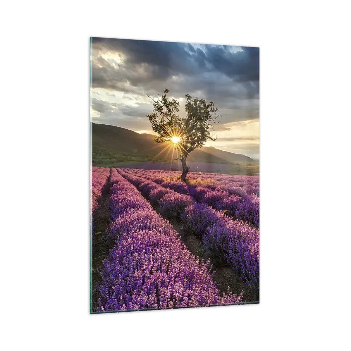 Glasbild - Bild auf glas - Ein Lavendelfeld mit einem einsamen Baum bei Sonnenuntergang - 80x120cm - Fliederfarbenes Aroma - Moderne Wanddekoration für Wohnzimmer und Schlafzimmer ARTTOR
