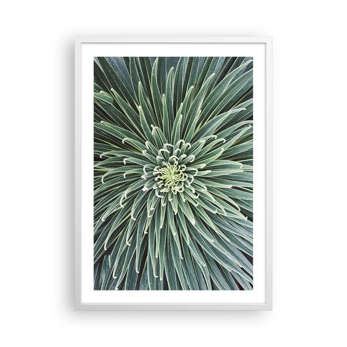 Poster in einem weißen Rahmen - Ein Star ist geboren - 50x70 cm