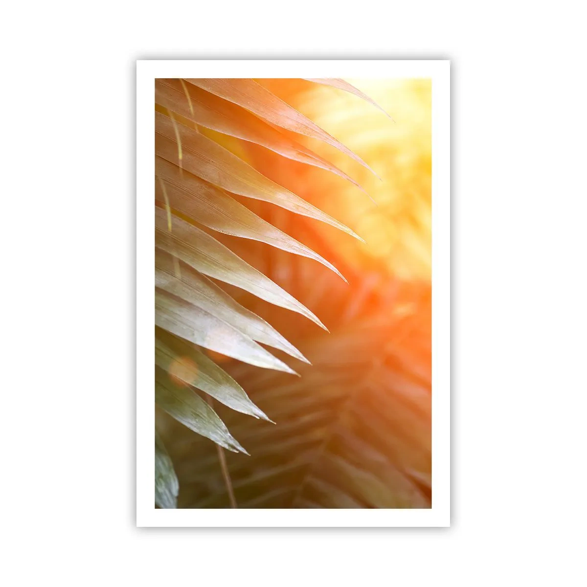 Poster - Morgen im Dschungel - 61x91 cm