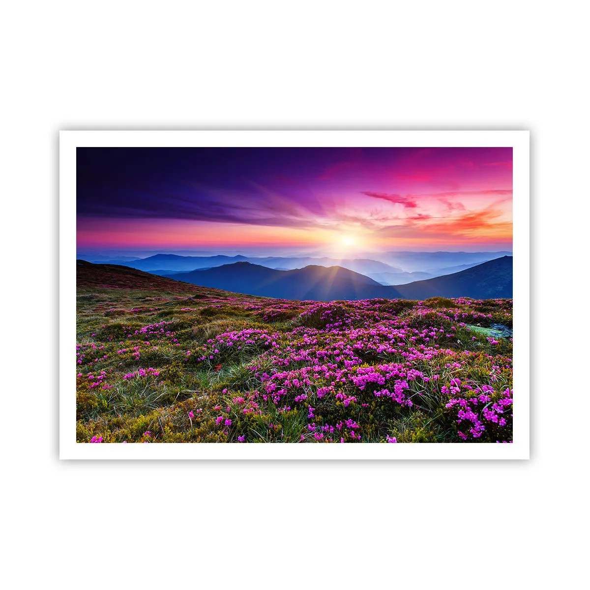 Poster - Bergwiese mit Blumen bei Sonnenuntergang - 100x70cm - Kräuter dufteten nach frischen Trauben von den Feldern - Moderne Wanddekoration für Wohnzimmer und Schlafzimmer ARTTOR