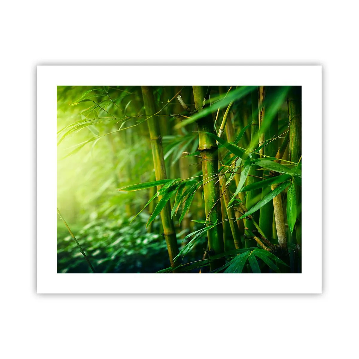 Poster - Lerne Grün selbst kennen - 50x40 cm