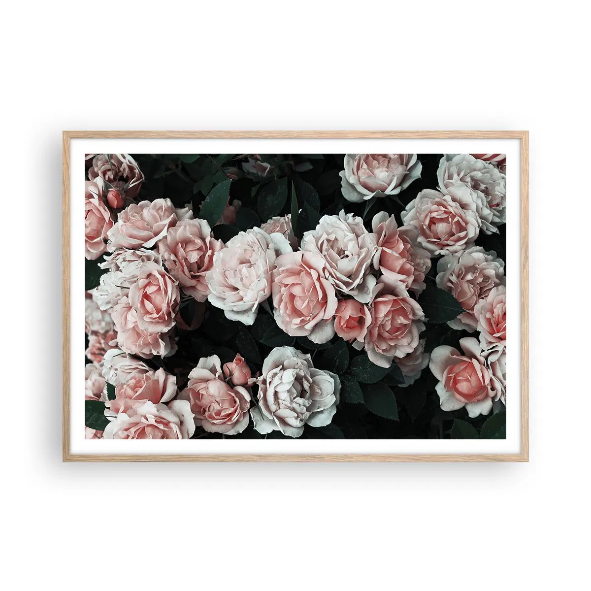 Poster in einem Rahmen aus heller Eiche - Rosen-Ensemble - 100x70 cm