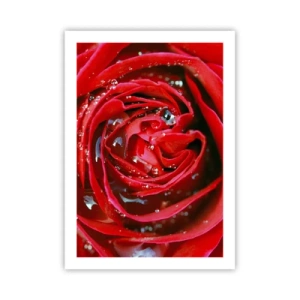Poster - Nahaufnahme einer roten Rose mit Wassertropfen - 50x70cm - In den Tautropfen - Moderne Wanddekoration für Wohnzimmer und Schlafzimmer ARTTOR