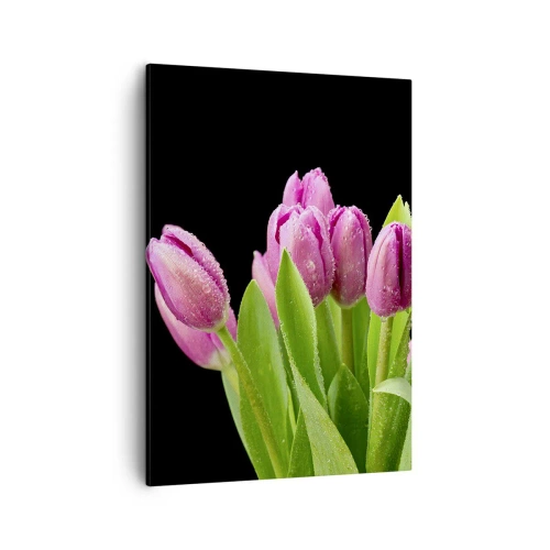 Bild auf Leinwand - Leinwandbild - Rosa Tulpen mit Tautropfen auf schwarzem Hintergrund - 50x70cm - Lila Frühlingsfreude - Moderne Wanddekoration für Wohnzimmer und Schlafzimmer ARTTOR