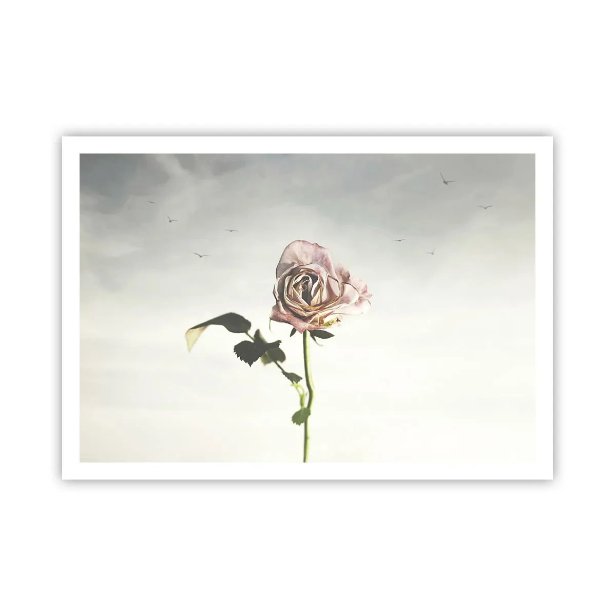 Poster - Eine zarte Rose vor einem hellen Himmel mit fliegenden Vögeln - 100x70cm - Begrüßung des Frühlings - Moderne Wanddekoration für Wohnzimmer und Schlafzimmer ARTTOR