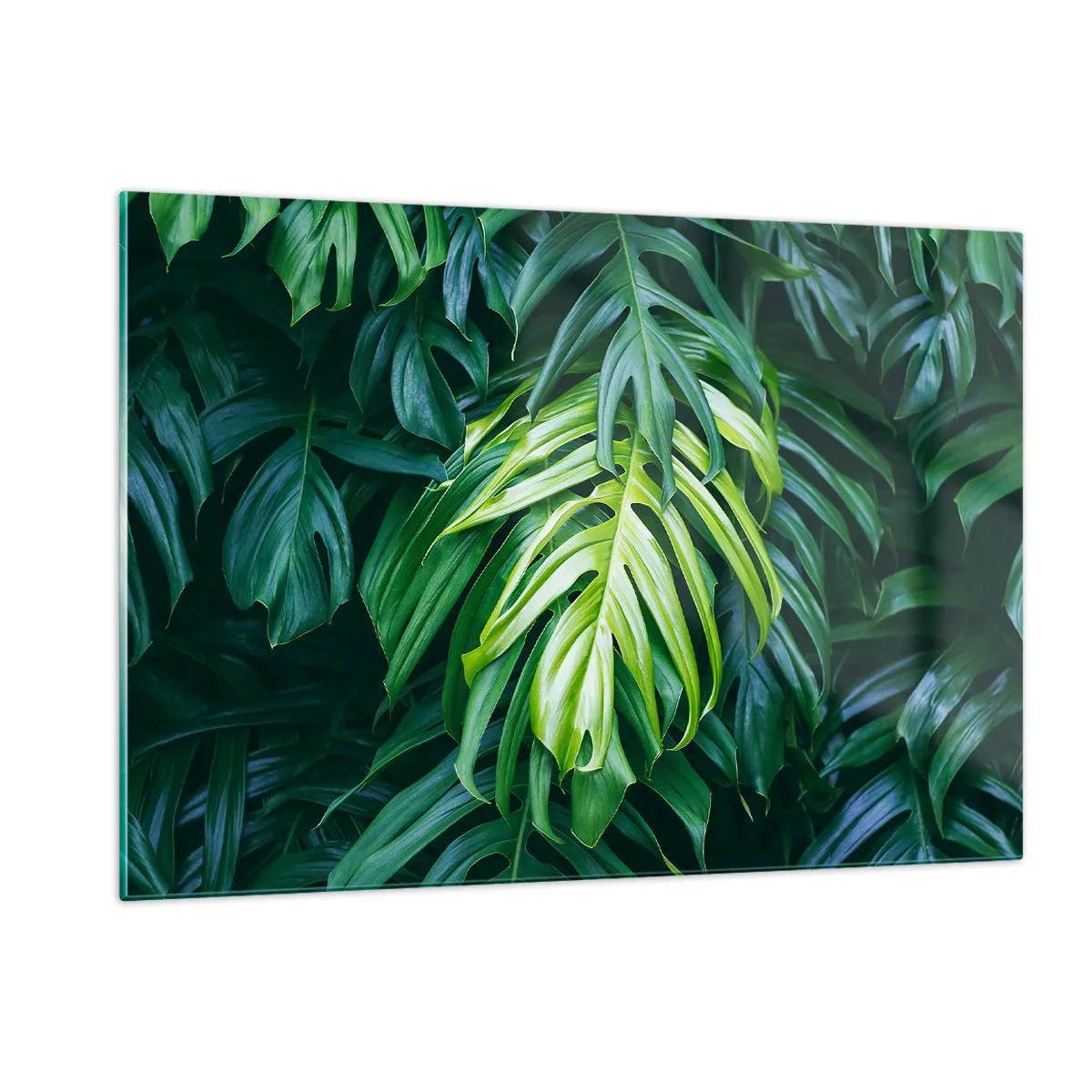 Glasbild - Bild auf glas - Üppig grüne Monstera-Blätter im natürlichen Licht - 120x80cm - Tauchen Sie ein in die Frische - Moderne Wanddekoration für Wohnzimmer und Schlafzimmer ARTTOR