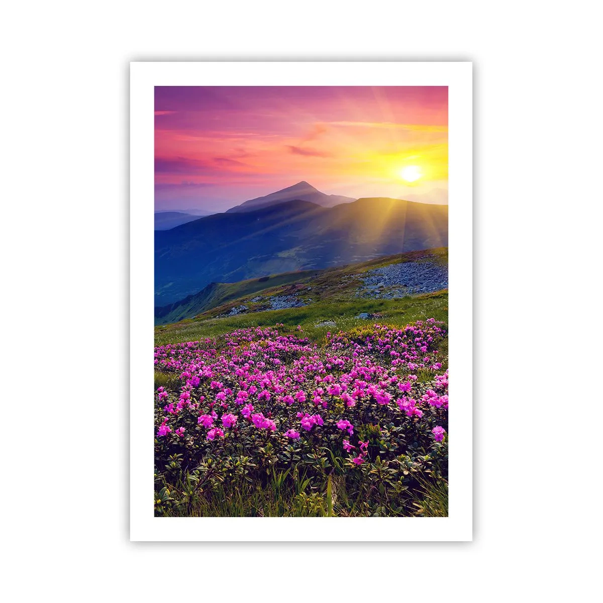 Poster - Bergpanorama mit blühenden Rhododendren und Sonnenuntergang - 50x70cm - … Und drumherum duftet es nach Latschenkiefer und dem Duft von Kräutern - Moderne Wanddekoration für Wohnzimmer und Schlafzimmer ARTTOR