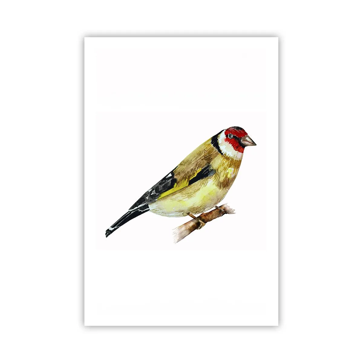 Poster - Vogelporträt - 61x91 cm