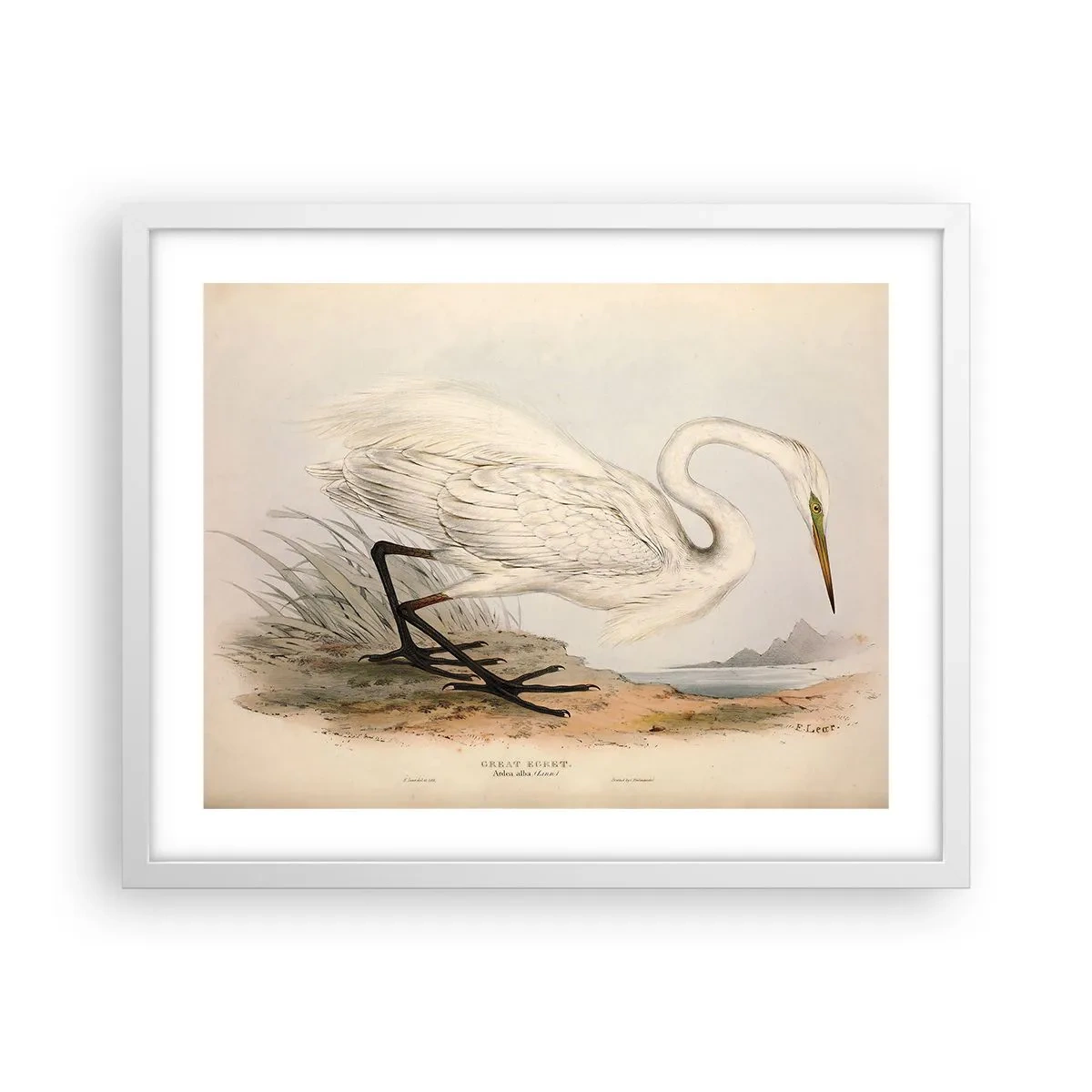 Poster in einem weißen Rahmen - Dame auf den Binsen - 50x40 cm