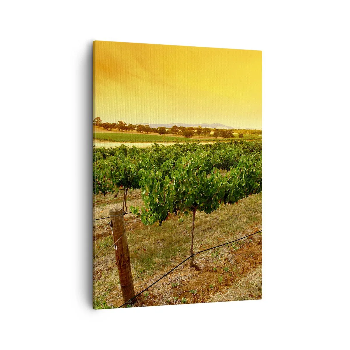 Bild auf Leinwand - Leinwandbild - Weinreben auf einer Plantage bei einem goldenen Sonnenuntergang - 50x70cm - Holen Sie sich einen Drink von der Sonne - Moderne Wanddekoration für Wohnzimmer und Schlafzimmer ARTTOR