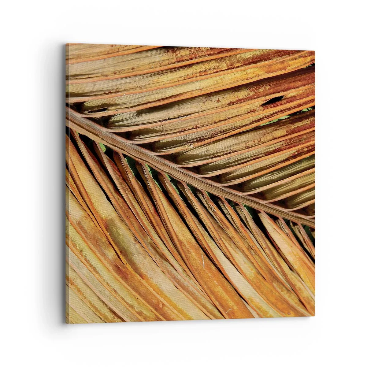 Bild auf Leinwand - Leinwandbild - Kokosnuss-Gold - 70x70 cm