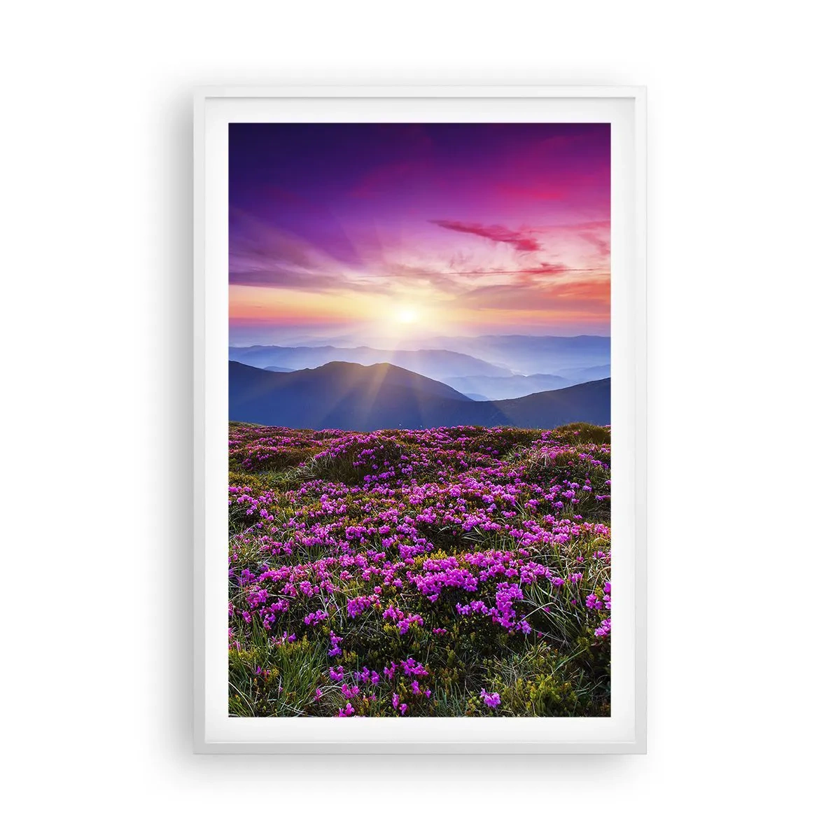 Poster in einem weißen Rahmen - Kräuter dufteten nach frischen Trauben von den Feldern - 61x91 cm