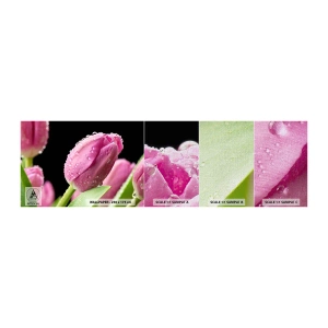 Fototapeten Muster Premium Canvas - Lila Traum im Tau - Blumen, Tulpen, Blumenstrauß - 100x30 cm