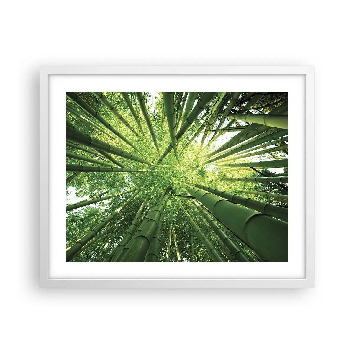 Poster in einem weißen Rahmen - In einem Bambushain - 50x40 cm