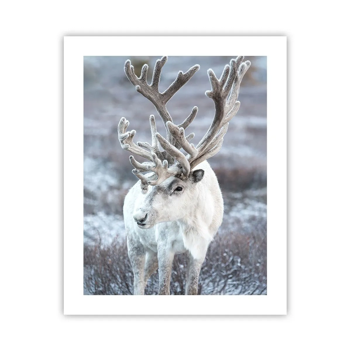 Poster - Porträt in der Sonne - 40x50 cm