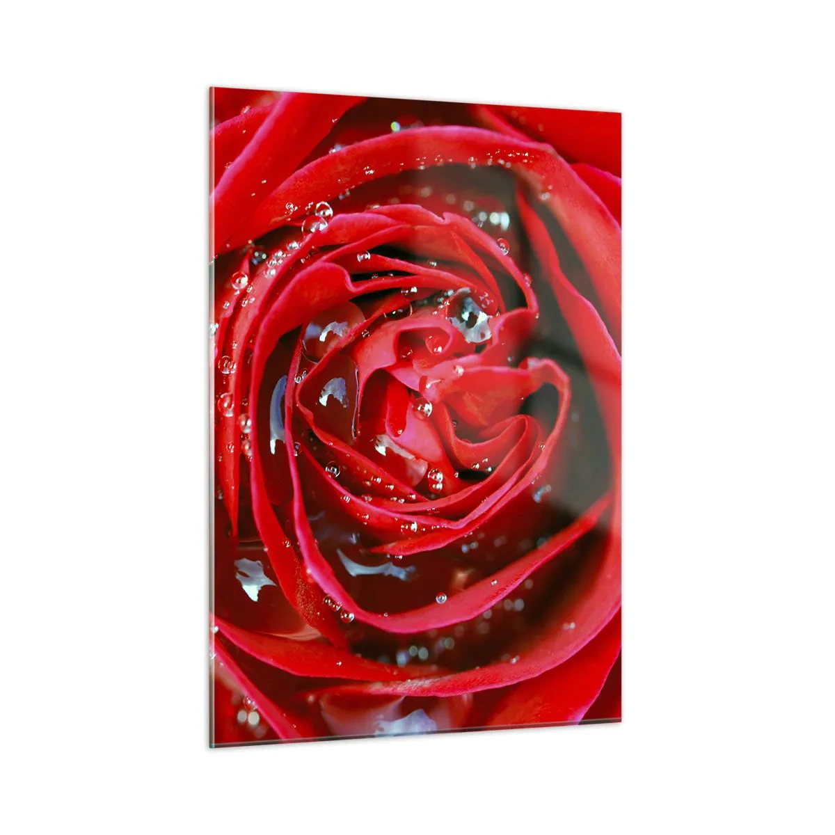 Glasbild - Bild auf glas - Nahaufnahme einer roten Rose mit Tautropfen - 50x70cm - In den Tautropfen - Moderne Wanddekoration für Wohnzimmer und Schlafzimmer ARTTOR