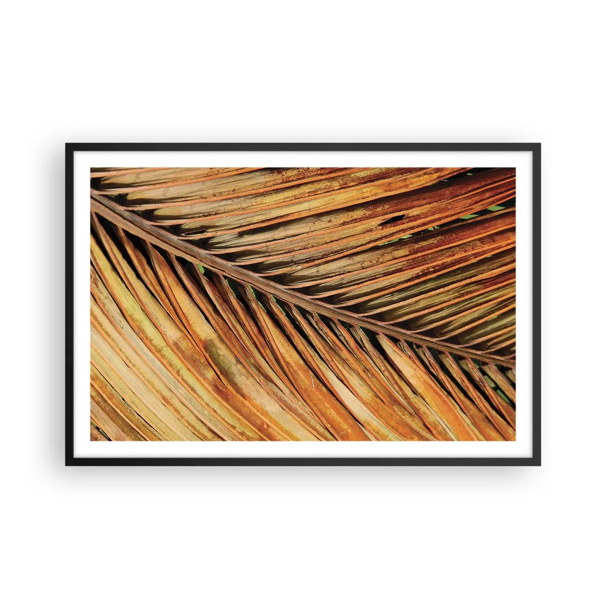 Poster in einem schwarzem Rahmen - Kokosnuss-Gold - 91x61 cm