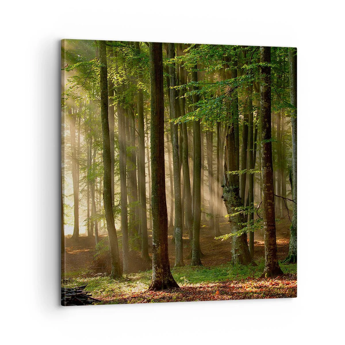 Bild auf Leinwand - Leinwandbild - Strahlend an einem Frühlingsmorgen - 60x60 cm