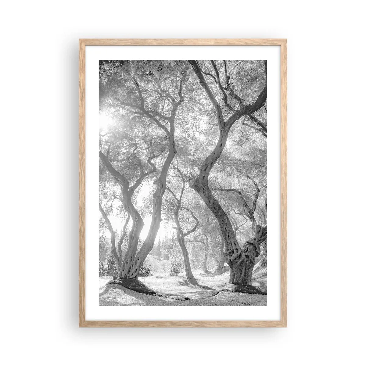 Poster in einem Rahmen aus heller Eiche - Im Olivenhain - 50x70 cm