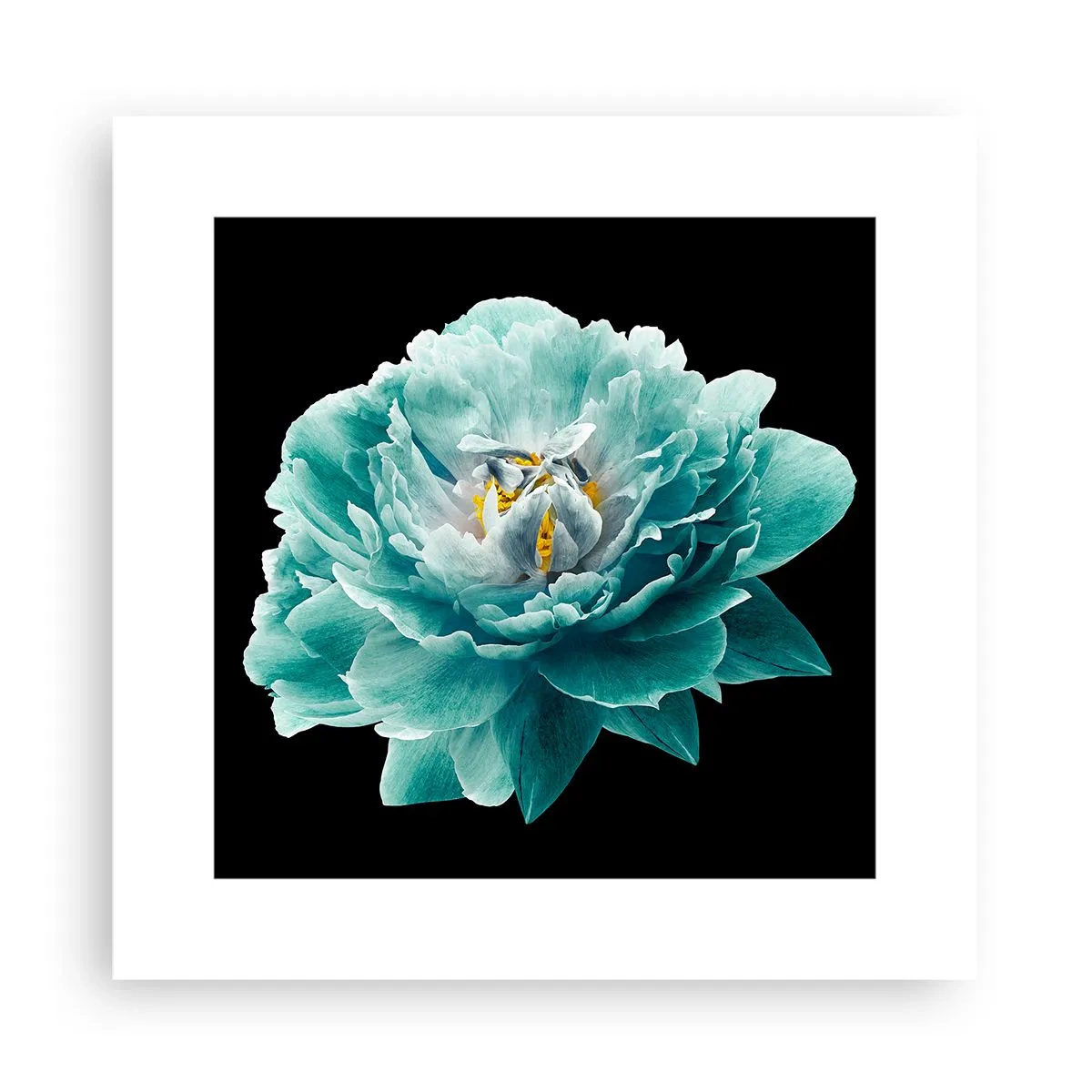 Poster - Blaue und goldene Blütenblätter - 30x30 cm