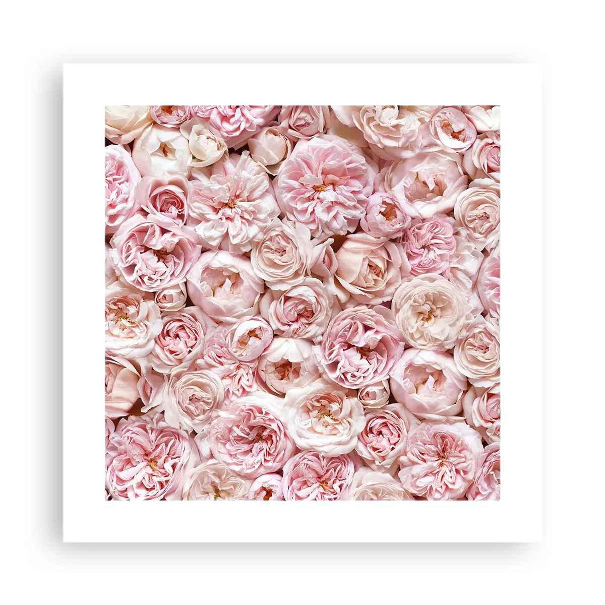 Poster - Auf Rosen gebettet - 40x40 cm