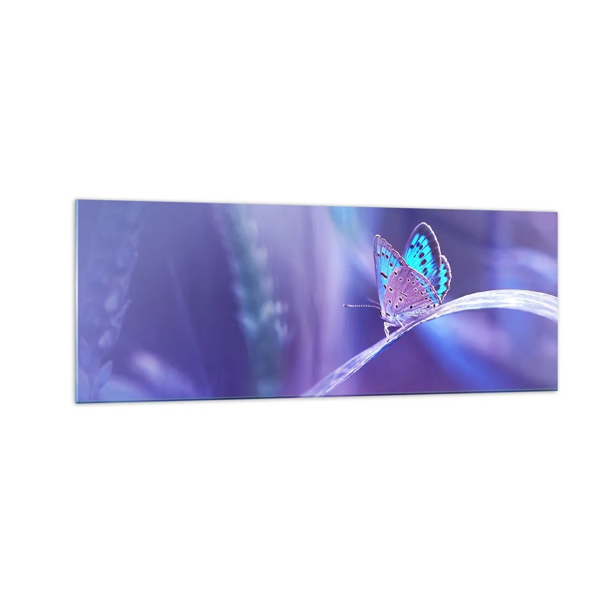 Glasbild - Bild auf glas - Ein zarter blauer Schmetterling auf einem Stängel in violettem Licht - 140x50cm - Ein Juwel der Natur - Moderne Wanddekoration für Wohnzimmer und Schlafzimmer ARTTOR
