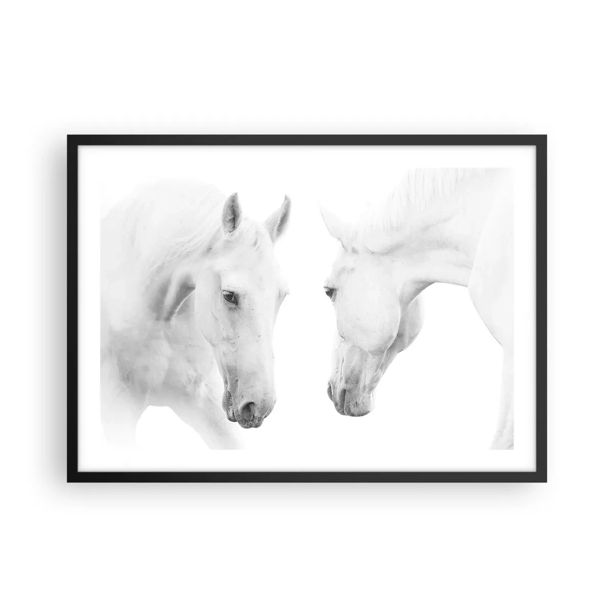 Poster in einem schwarzem Rahmen - Ein minimalistisches Porträt zweier weißer Pferde - 70x50cm - Ist das Freundschaft...? - Moderne Wanddekoration für Wohnzimmer und Schlafzimmer ARTTOR